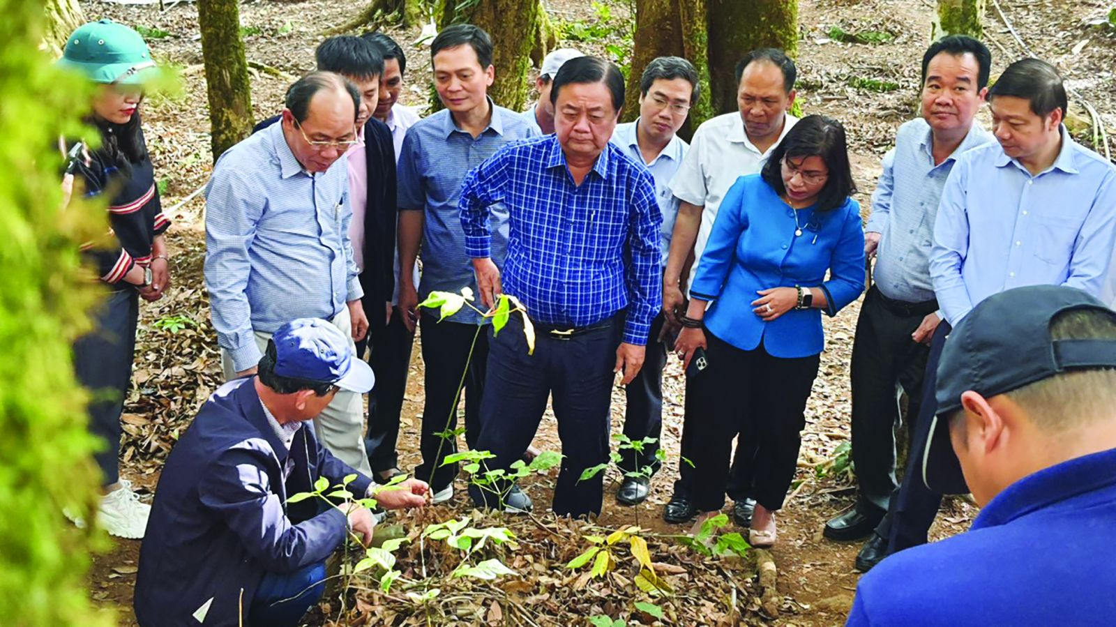  Đoàn Công tác của Bộ Nông nghiệp và Phát triển nông thôn thăm vườn sâm dây của người dân ở xã Đăk Hà huyện Tu Mơ Rông