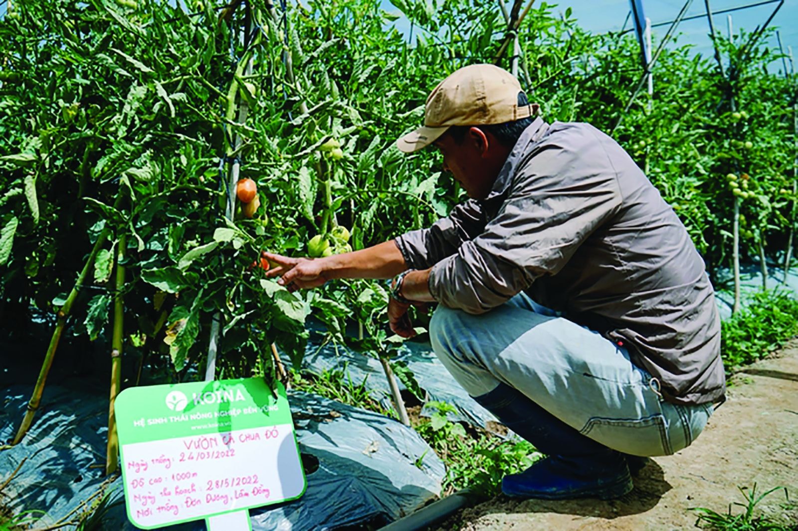  Tầm nhìn của Koina là xây dựng hệ sinh thái nông nghiệp lớn và hiệu quả bằng cách đồng hành cùng nông dân