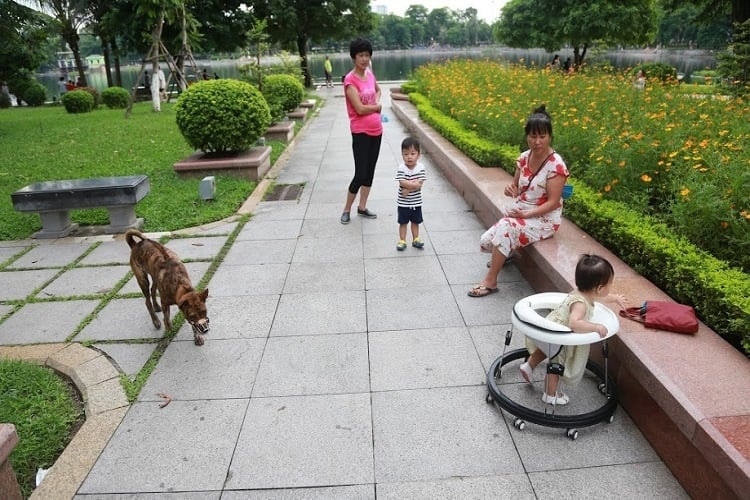 Cần tuân thủ các quy định bắt buộc khi nuôi chó ở chung cư.