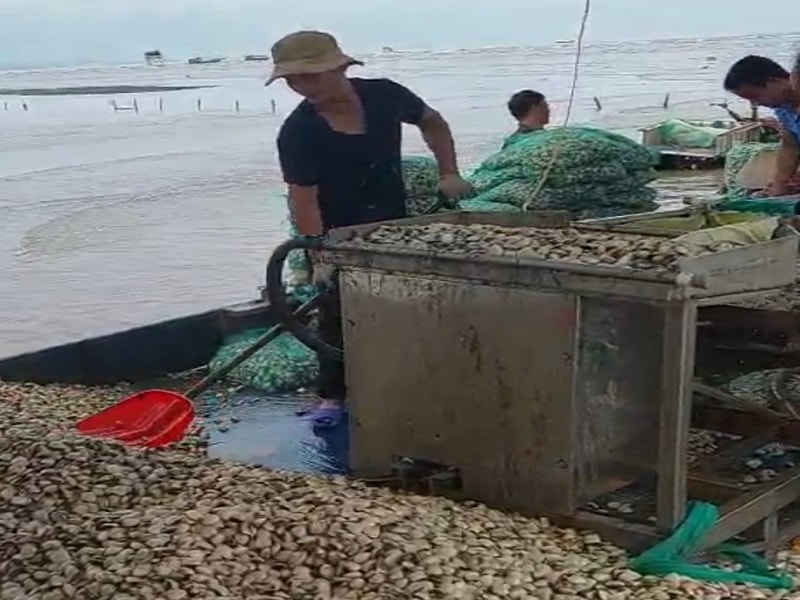 Trong xu hướng phát triển nuôi trồng thủy sản hiện nay, ngao có tiềm năng to lớn, thích hợp cho chiến lược phát triển nuôi biển 