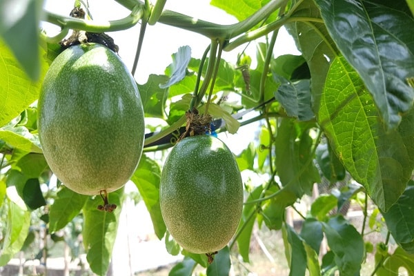 Quả chanh dây đang đem làn gió kinh tế mới trong nông nghiệp ở Tây Nguyên.