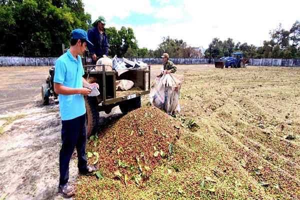 Ngành cà phê Tây Nguyên đang đứng trước ngưỡng cửa hoà nhập với thế giới.