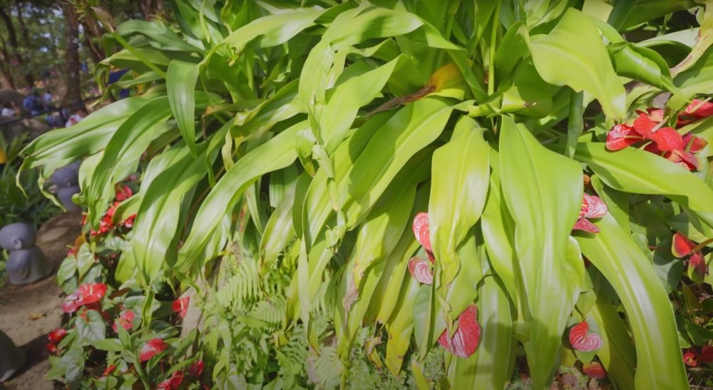 Đến núi Bà Đen cầu may, khám phá nhiều tập tục tín ngưỡng thú vị Đến núi Bà Đen cầu may, khám phá nhiều tập tục tín ngưỡng thú vị