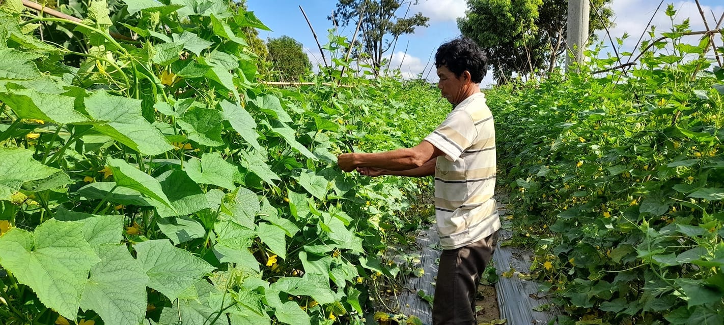 Các sản phẩm của Mountain Farmers như gạo, nếp, các loại đậu, cà chua, hành tím, dưa leo… đều là những loại cây trồng bản địa, mang tính vùng miền.