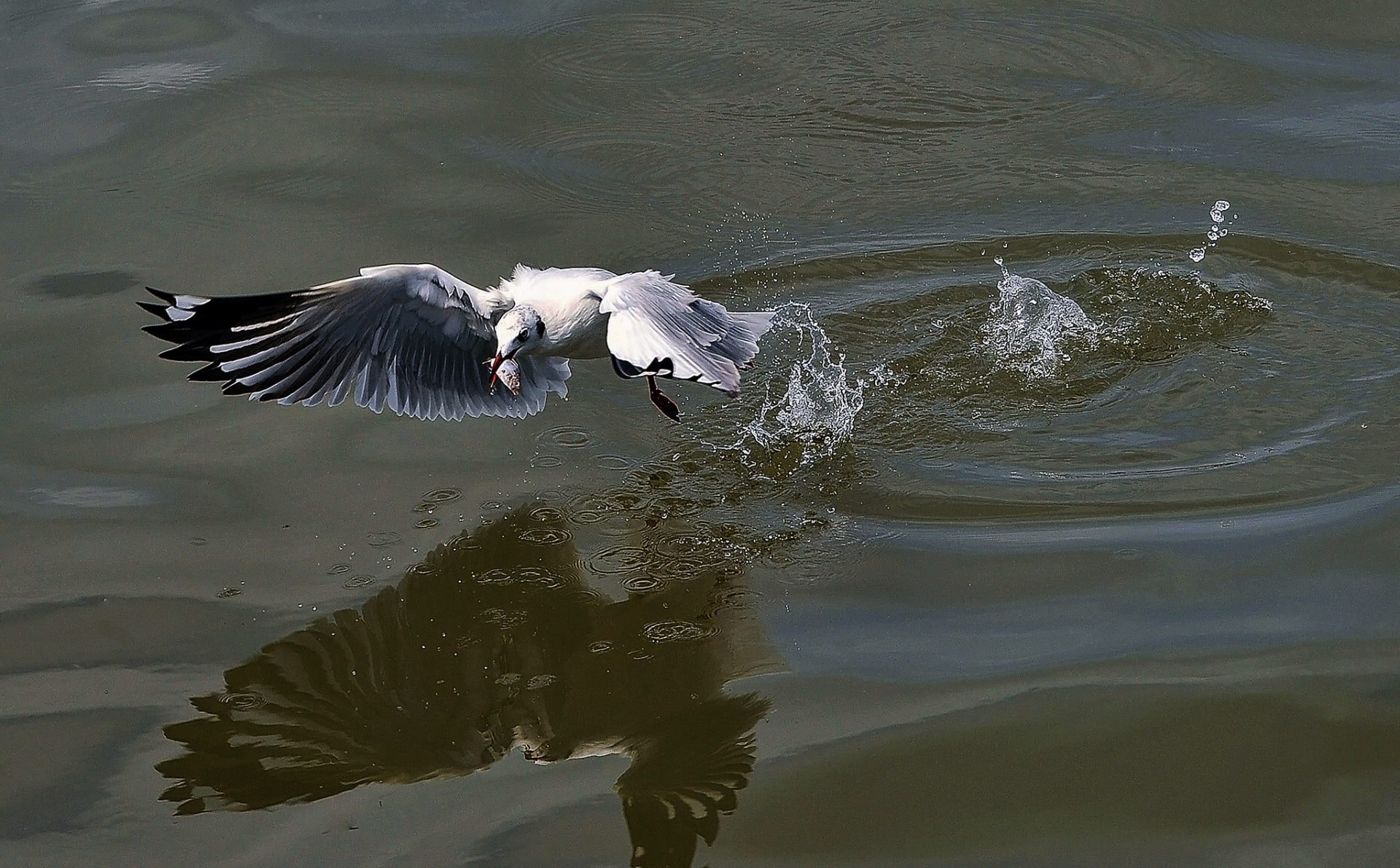 Khoảnh khắc chim hải âu săn mồi trên biển Kiên Giang