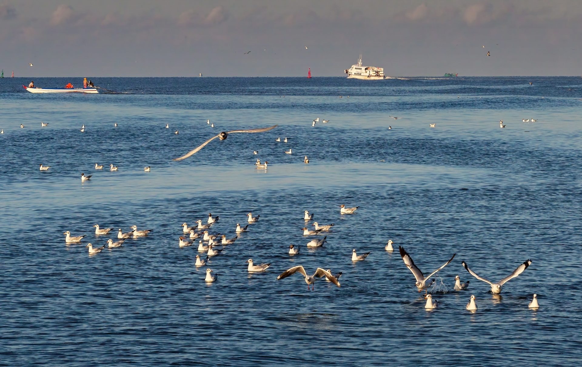 Khoảnh khắc chim hải âu săn mồi trên biển Kiên Giang