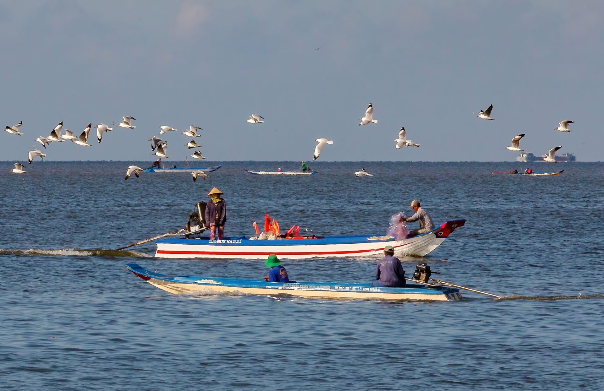 Khoảnh khắc chim hải âu săn mồi trên biển Kiên Giang
