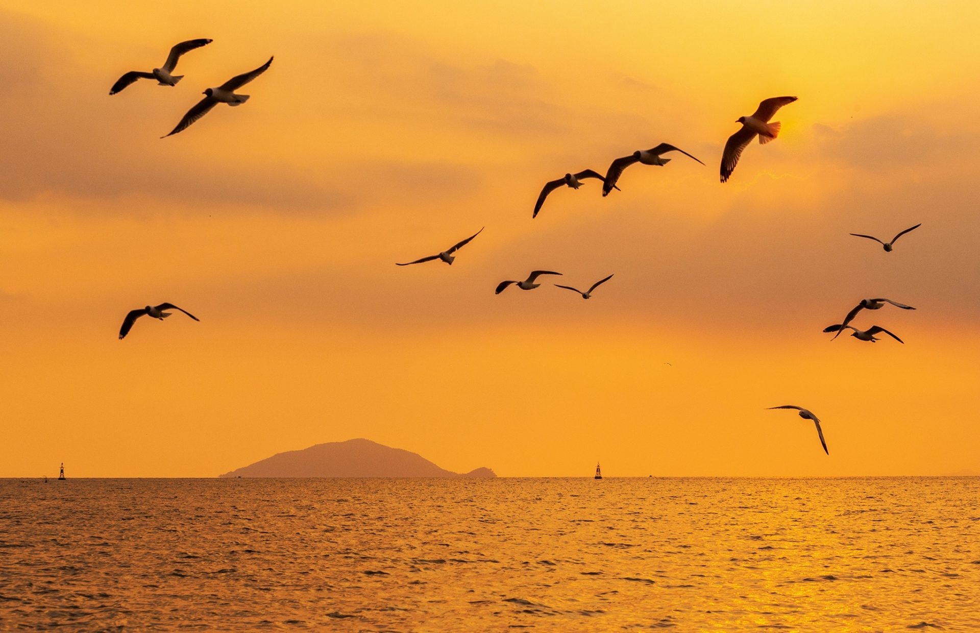 Khoảnh khắc chim hải âu săn mồi trên biển Kiên Giang