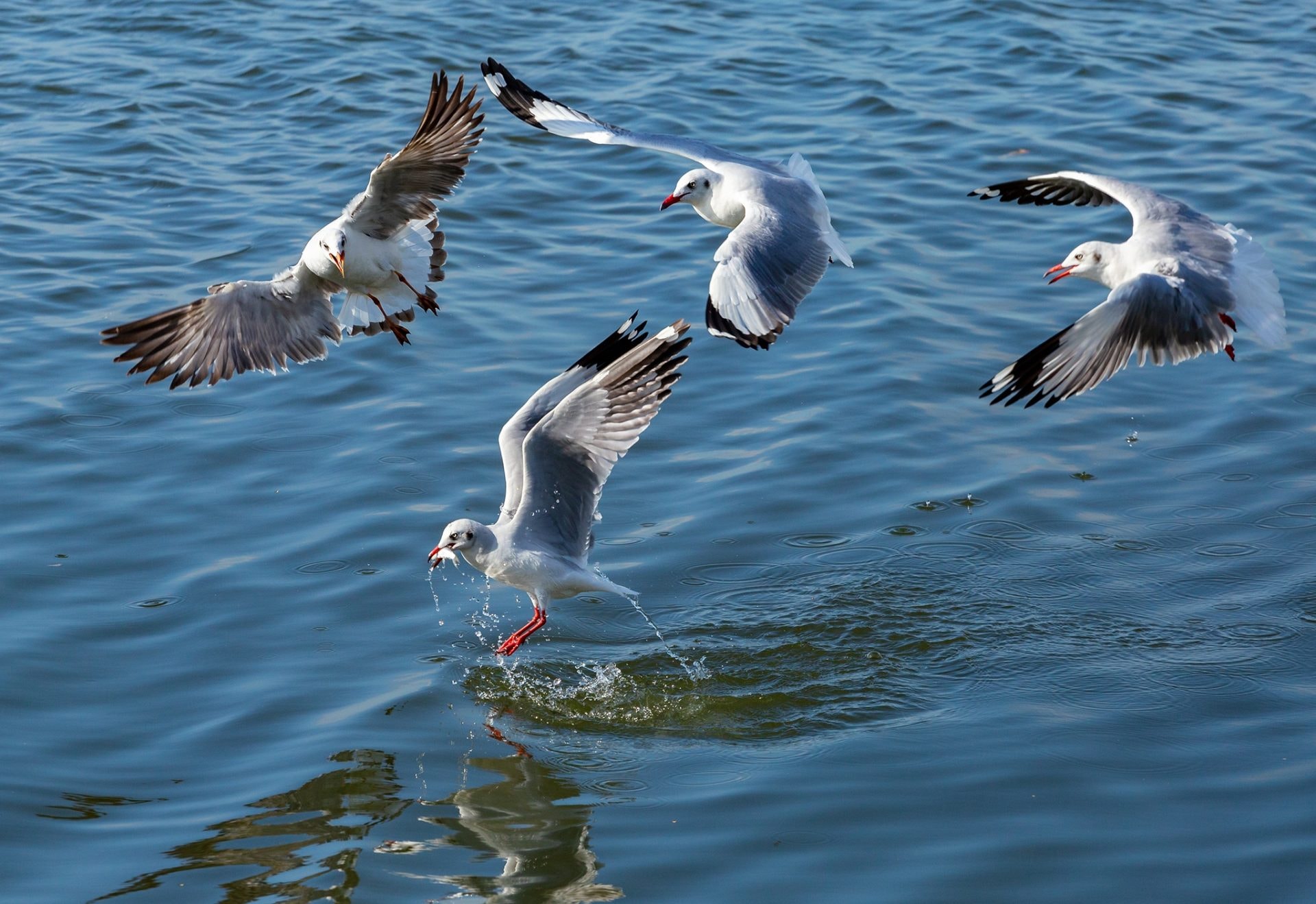 Khoảnh khắc chim hải âu săn mồi trên biển Kiên Giang