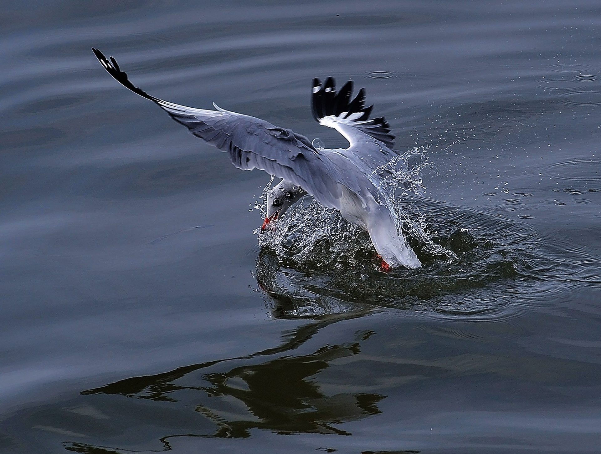 Khoảnh khắc chim hải âu săn mồi trên biển Kiên Giang