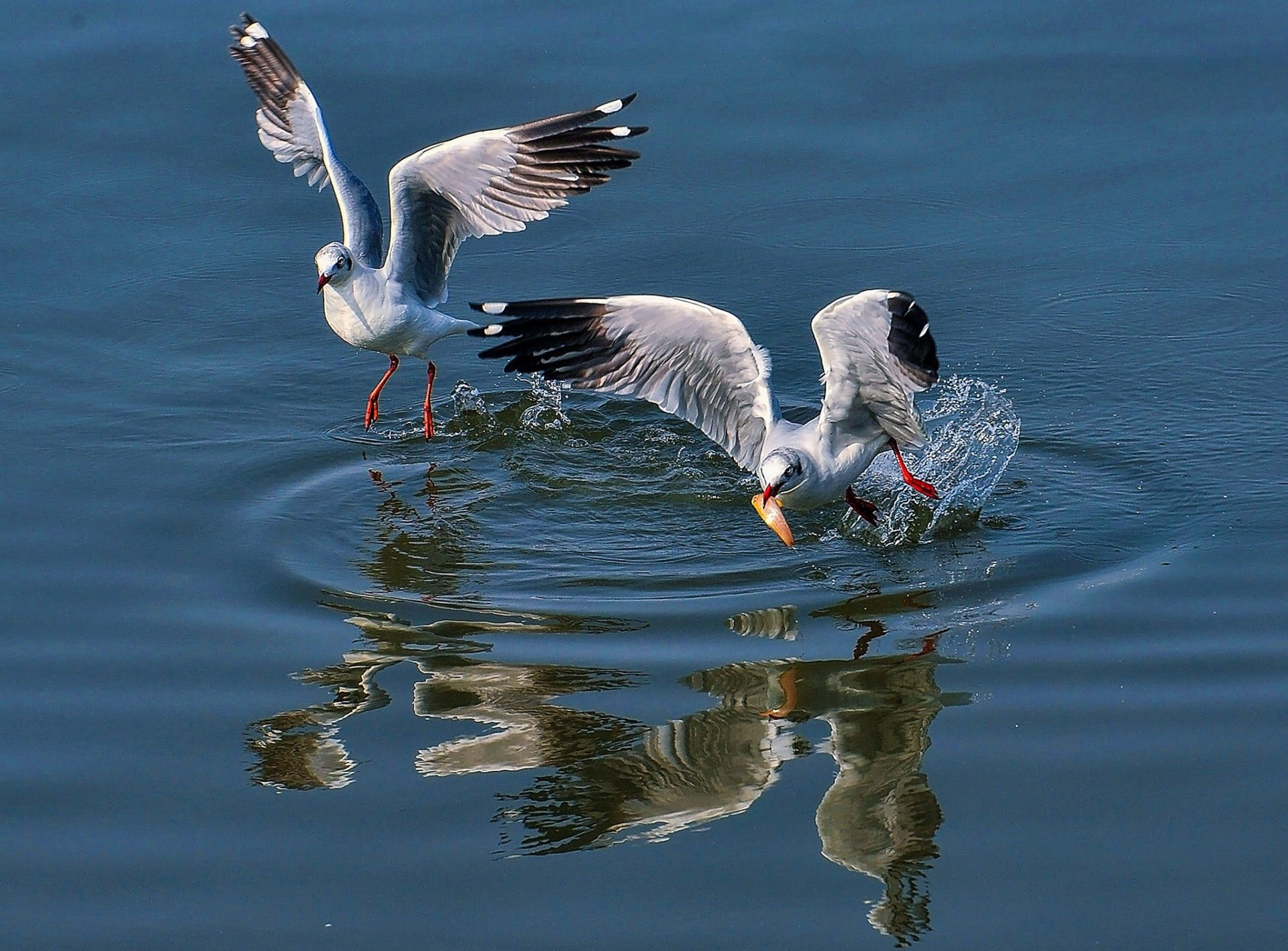 Khoảnh khắc chim hải âu săn mồi trên biển Kiên Giang