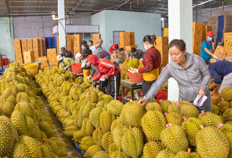 Việc tăng diện tích một cách ồ ạt, thiếu kiểm soát, theo phong trào, không theo định hướng, khuyến cáo của các cơ quan quản lý, cơ quan chuyên môn sẽ dẫn đến hậu quả khó lường, cung vượt quá cầu, dư thừa, dội chợ.