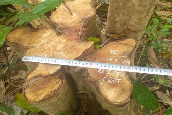 Một gốc cây bằng lăng bị khai thác trái phép ở xã Sơ Ró những ngày đầu năm (ảnh: Kiểm lâm cung cấp).