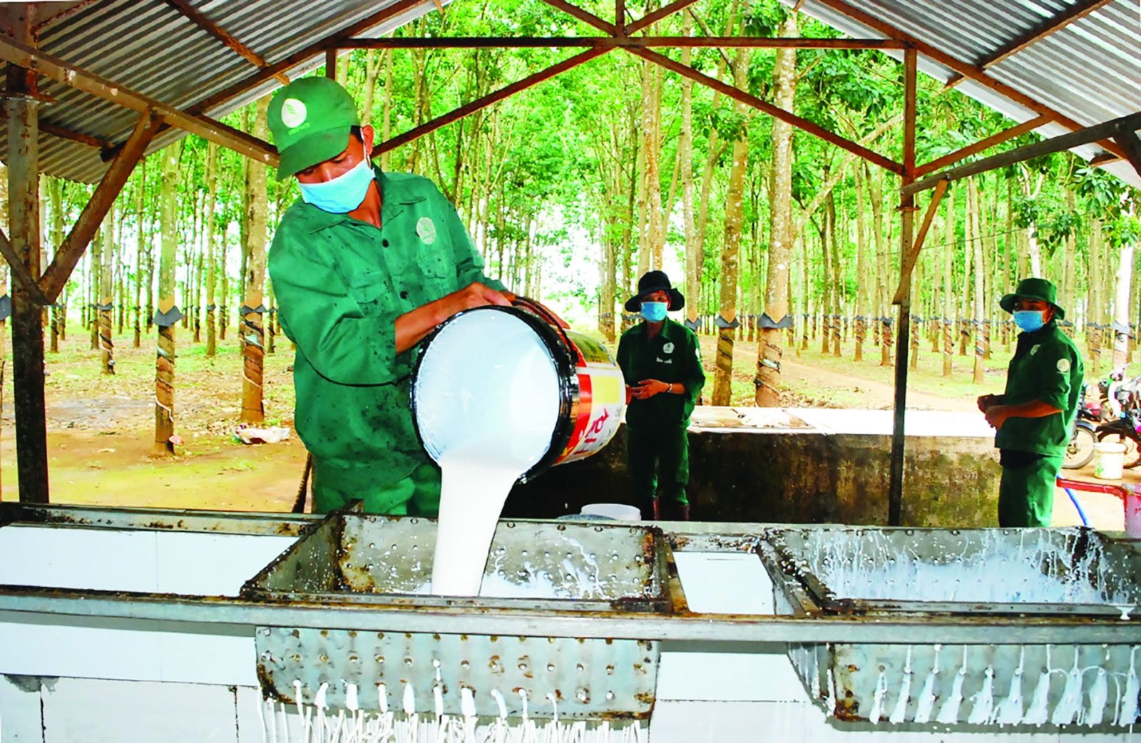  Công nhân Công ty TNHH một thành viên Cao su Chư Păh thu gom mủ cao su.Ảnh: Vĩnh Hoàng