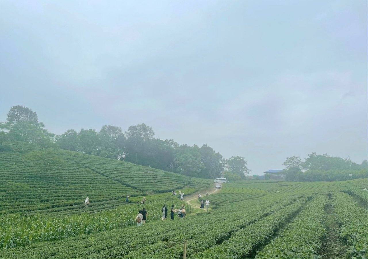 Vùng trà Thái Nguyên - nguyên liệu chế biến trà Kombucha của công ty Vgreen