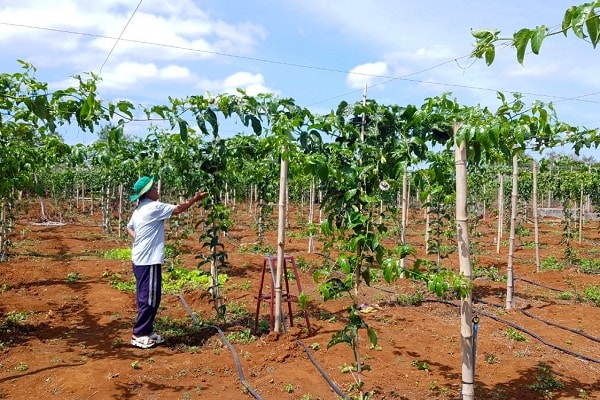 Ngành trái cây của khu vực Tây Nguyên cơ cơ hội nâng tầm xuất khẩu mang lại giá trị cao.