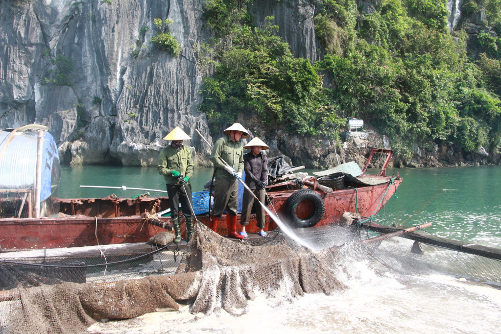 Người dân Vân Đồn vệ sinh ô lồng NTTS, chuẩn bị cho mùa nuôi mới.Ảnh: Mạnh Trường