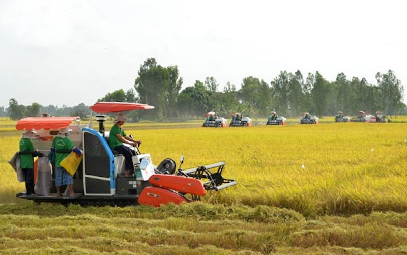 Đề án phát triển 1 triệu héc ta lúa chất lượng cao gắn với tăng trưởng xanh vùng ĐBSCL dự kiến sẽ được Bộ NN&PTNT trình Chính phủ thông qua vào đầu tháng 4/2023 và thực hiện từ năm 2024.