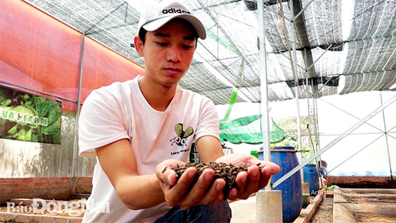 mô hình nuôi ruồi cánh đen tại Đồng Nai.