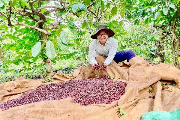 Sản phẩm cà phê đầu vào được lựa chọn kĩ càng đảm bảo độ chín cho chế biến.