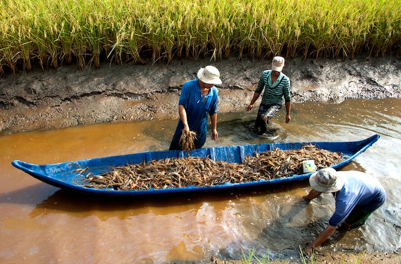 mô hình luân canh “lúa – tôm”, “lúa – cá