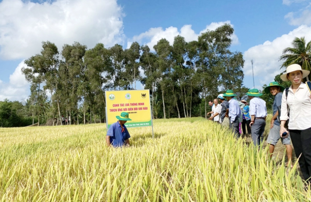 Công ty Cổ phần Phân bón Bình Điền xây dựng hàng trăm mô hình canh tác lúa thông minh thích ứng với biến đổi khí hậu cho nông dân tại vùng ĐBSCL Ảnh: Lê Hoàng Vũ.