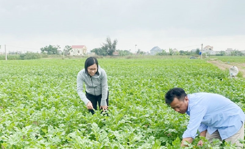 Cán bộ Trung tâm Dịch vụ Nông nghiệp huyện Giao Thủy cùng nông dân kiểm tra tình hình sâu bệnh trên cây trồng vụ đông tại xã Giao Phong (ảnh báo Nam Định)