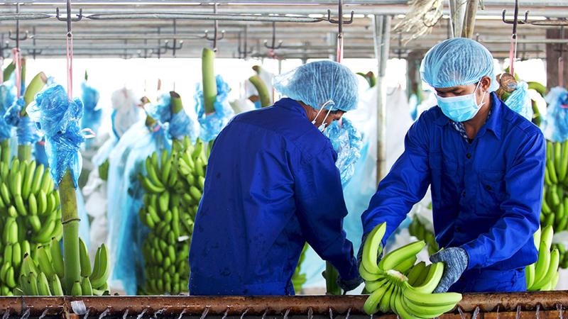Bầu Đức khẳng định, giá chuối chắc chắn sẽ tăng trong năm 2023.