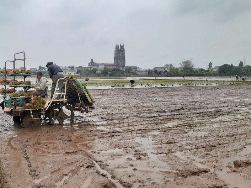 Chính nhờ thúc đẩy mô hình sản xuất nông nghiệp đại điền, diện tích ruộng hoang hoá bỏ không ở Thái Bình đang từng bước co giảm.