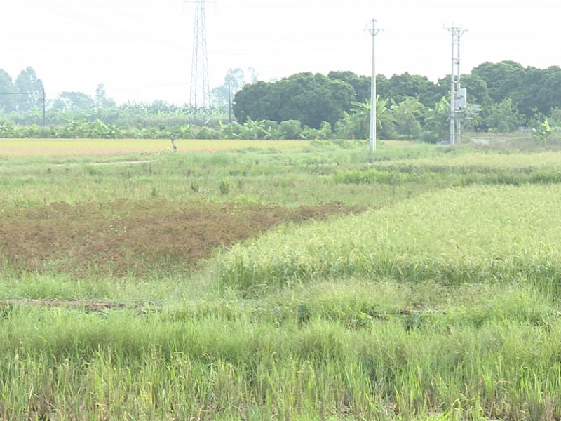 tích vốn là “bờ xôi, ruộng mật” cũng bị bỏ hoang, không gieo cấy khiến ai nhìn thấy cũng không khỏi xót xa cho “quê hương 5 tấn”.