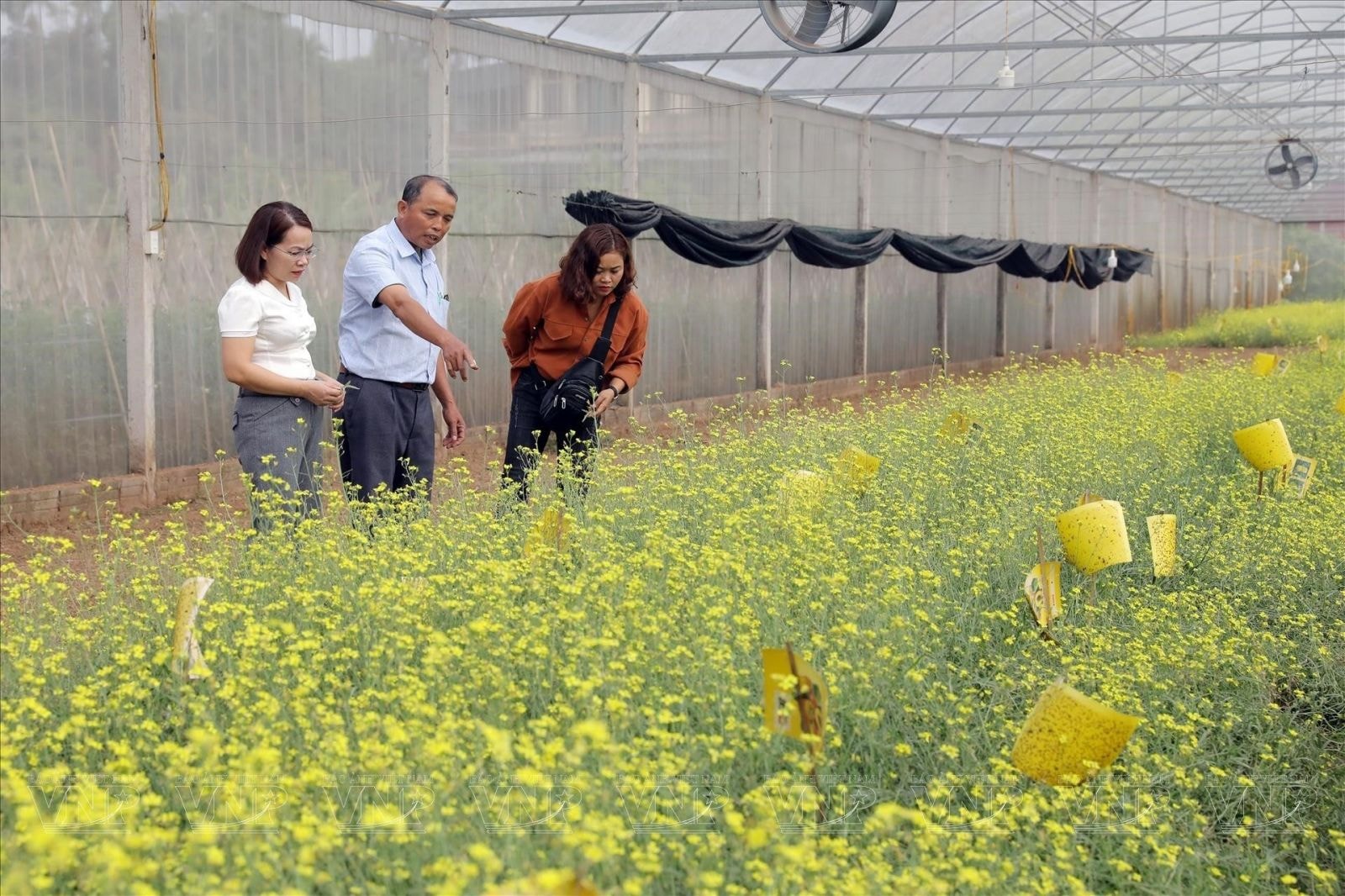 Nông trại thực phẩm HNH tại vùng trồng rau sạch chuẩn VietGAP