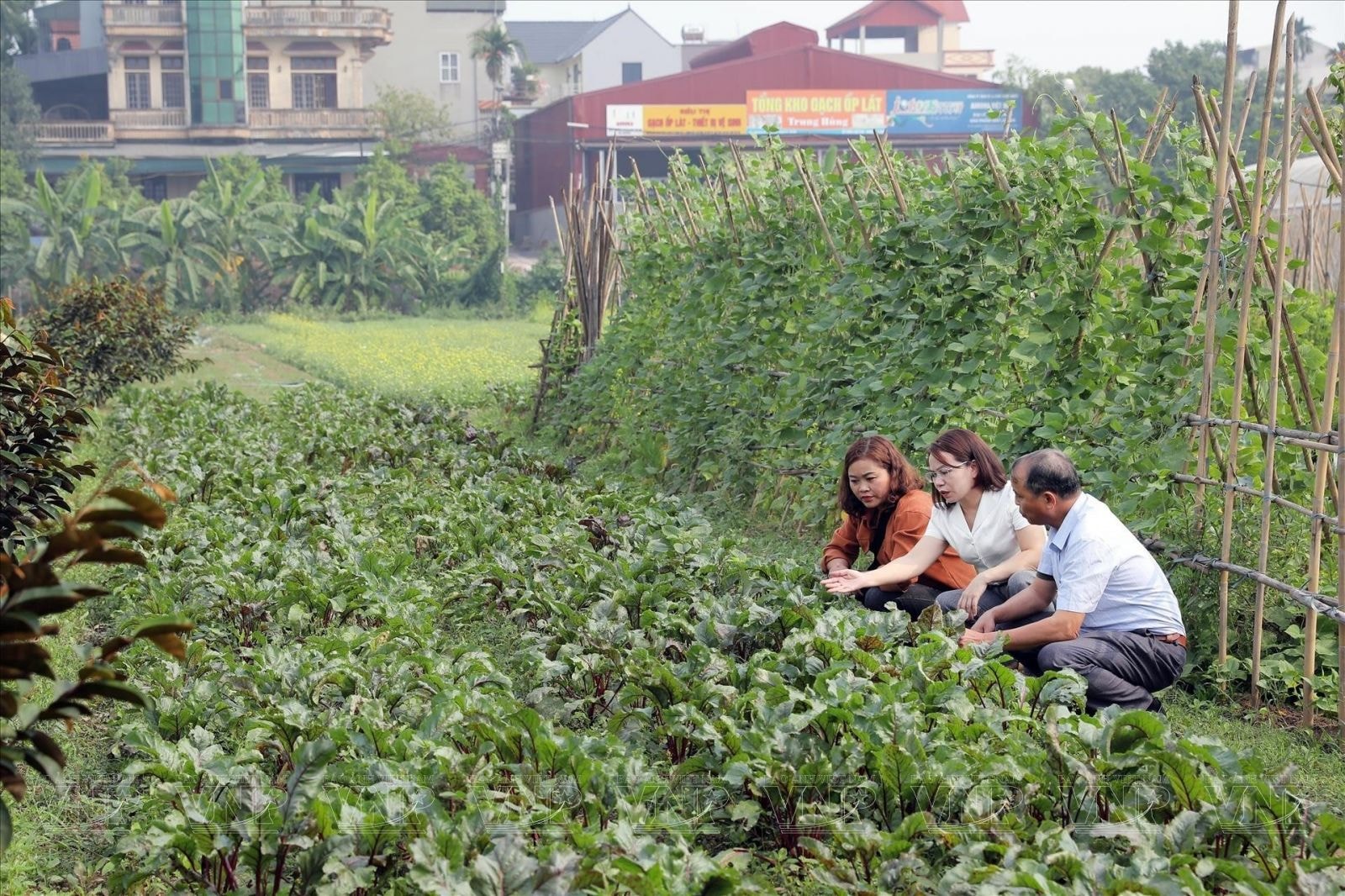 Nguyên liệu đầu vào của sản phẩm HNH luôn đảm bảo các tiêu chuẩn an toàn cho sức khỏe