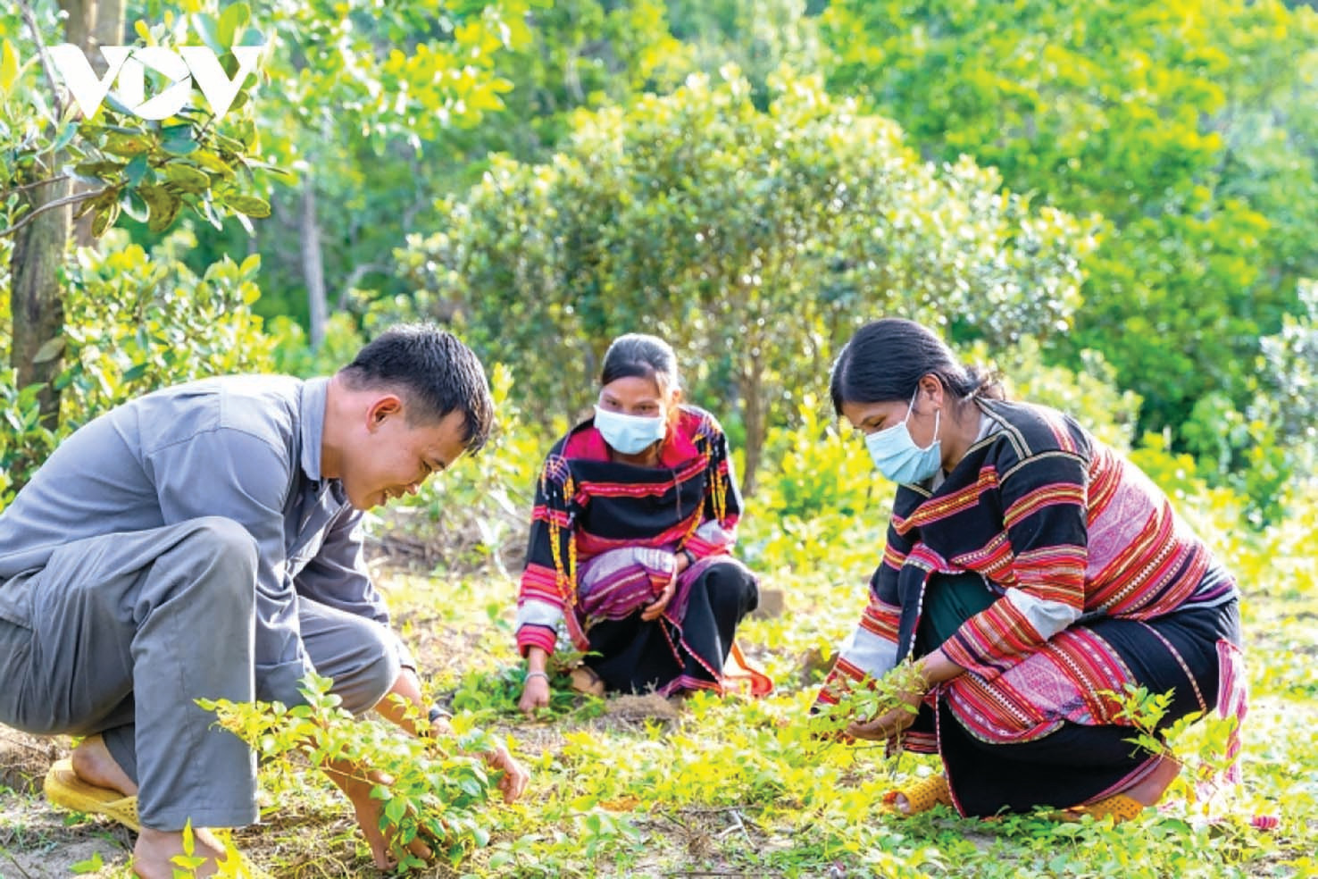  Dự án trồng dược liệu dưới tán rừng đang được 5 tỉnh Tây Nguyên đưa vào danh mục kêu gọi đầu tư với sức hút cực kỳ lớn.