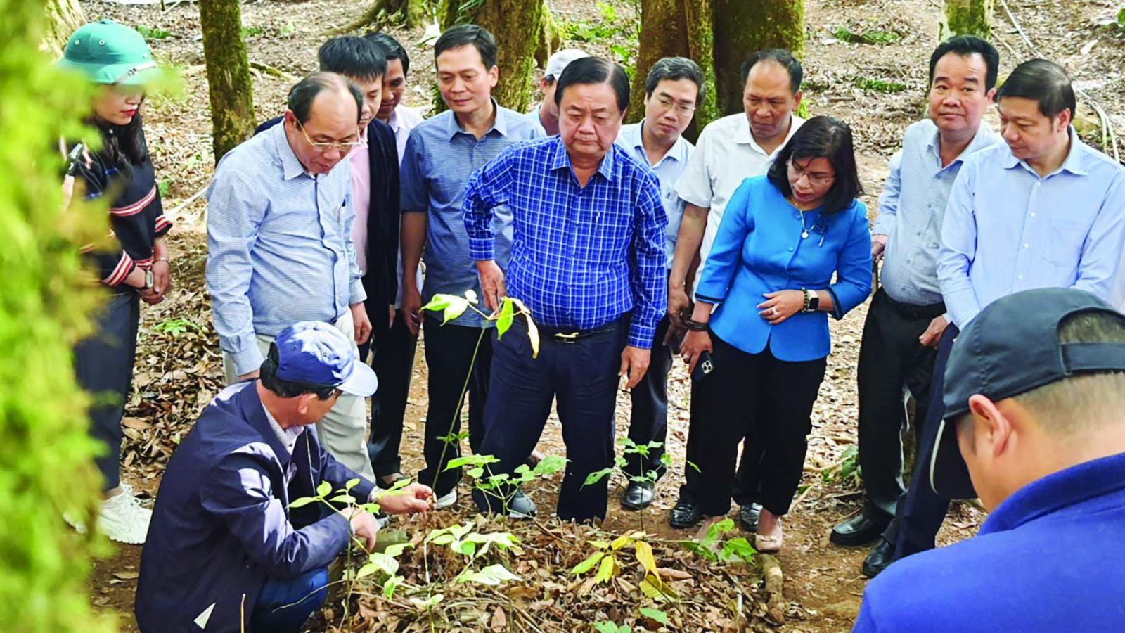  Trồng dược liệu dưới tán rừng đang giúp doanh nghiệp khai thác tốt tiềm năng của rừng với doanh thu rất lớn