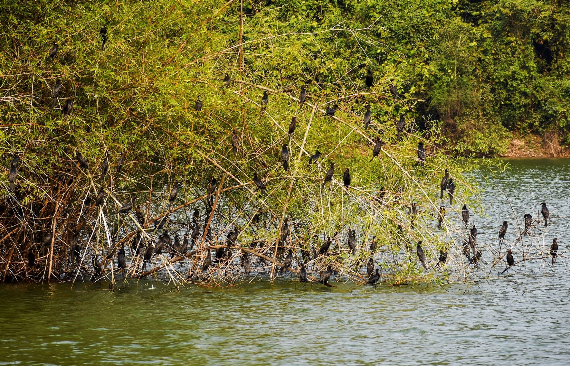 Hoàng hôn huyền ảo trên hồ nước ngọt giữa rừng Quảng Ngãi Hoàng hôn huyền ảo trên hồ nước ngọt giữa rừng Quảng Ngãi