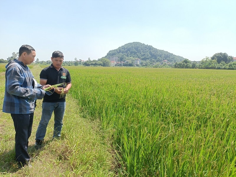 Kết quả cho thấy, phương pháp này rất tốt so với phương pháp truyền thống
