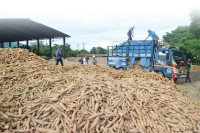 Hiệp hội Sắn kiến nghị bỏ văn bản của Tổng cục Thuế về thuế giá trị gia tăng