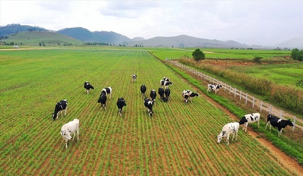 Dự án Tổ hợp trang trại Lao-Jagro có quỹ đất rộng, quy mô khi hoàn thành có thể lên đến 100.000 con.