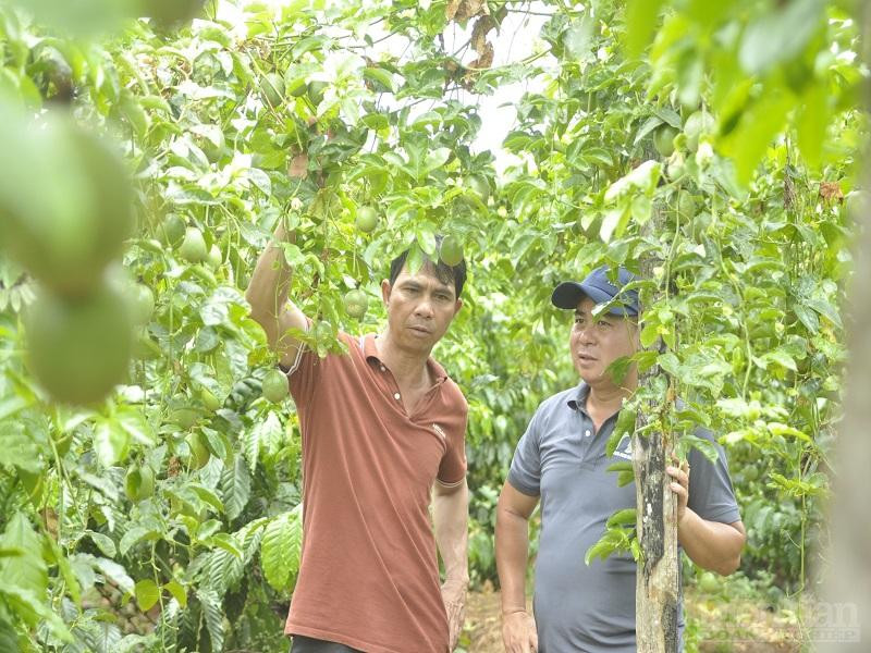 Tham vấn cho anh Quanh cách chăm sóc giống chanh dây để tăng lợi nhuận tối đa.