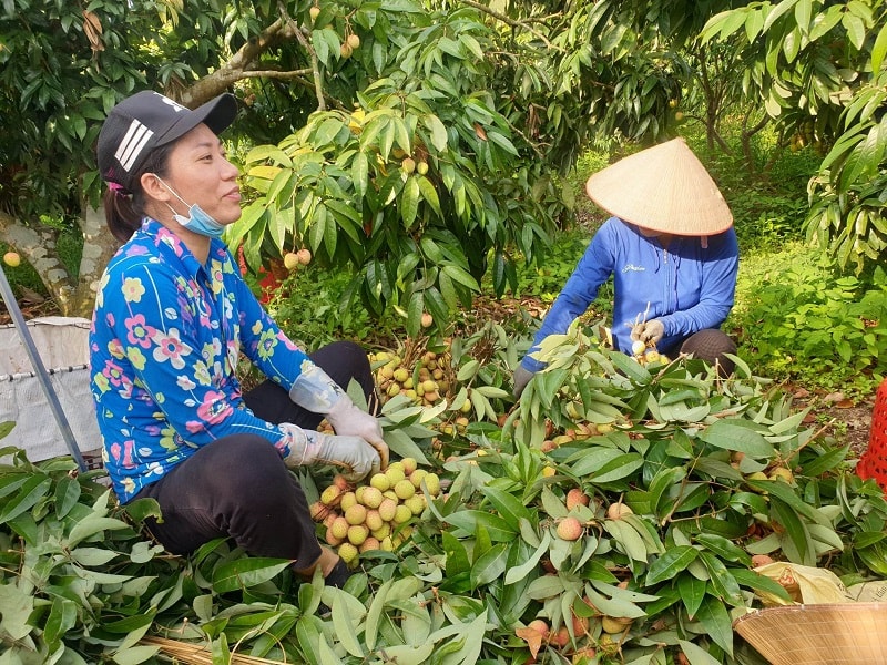 Người dân thu hoạch vải 