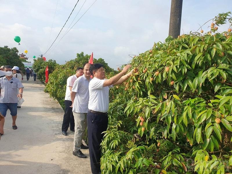 Du khách thăm quan vườn vải tại huyện Thanh Hà