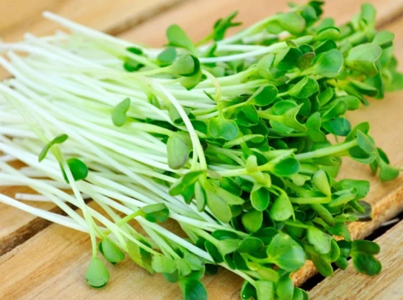 Khởi nghiệp từ trồng rau mầm