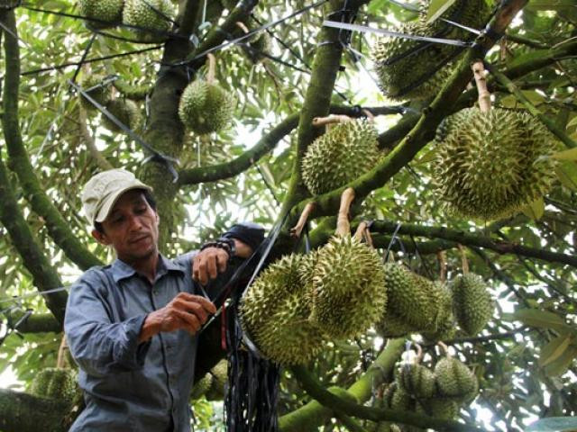 Sự hiện diện này cho cho thấy sự tiến bộ của các doanh nghiệp sản xuất và xuất khẩu trái cây Việt Nam do đáp ứng được các tiêu chuẩn về chất lượng sản phẩm và quy trình sản xuất Global GAP.