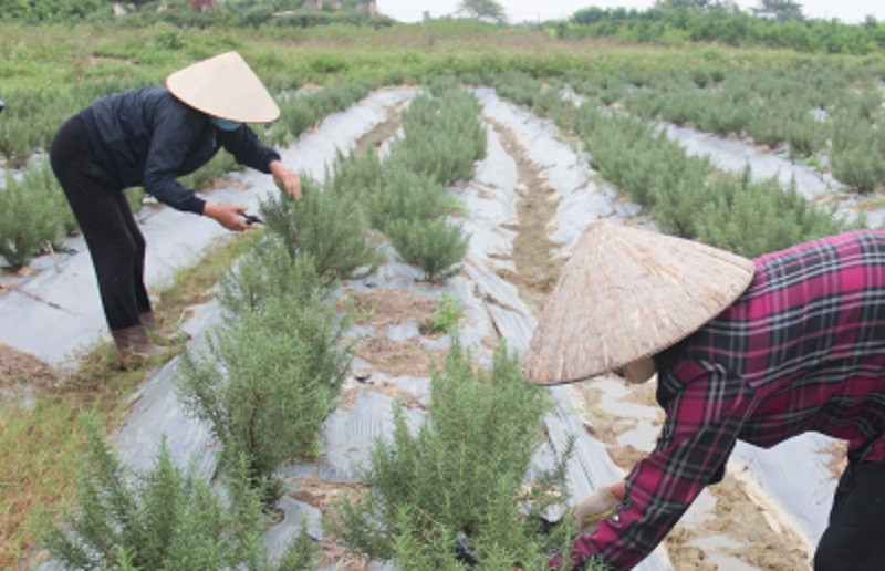 Mô hình trồng hương thảo của anh Nguyễn Văn Thắng tạo việc làm cho 7 - 15 lao động.(ảnh báo Thái Bình)