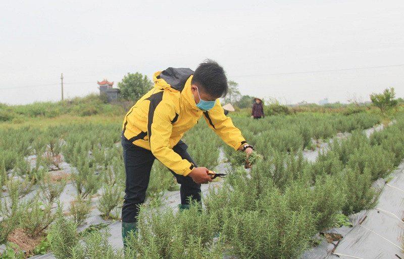 Bên cạnh công dụng trang trí cho các văn phòng, nhà ở, cây hương thảo còn được sử dụng như dược liệu giúp giảm căng thẳng, tăng cường trí nhớ, gia vị nấu ăn... nhờ vào tinh dầu và hương thơm đặc trưng trên lá. Cây trồng còn mới mẻ, xa lạ với nhiều nông dân đã được anh Nguyễn Văn Thắng, xã Quỳnh Hồng (Quỳnh Phụ) lựa chọn để phát triển kinh tế