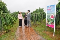 Sức hút du lịch “phố trong làng”