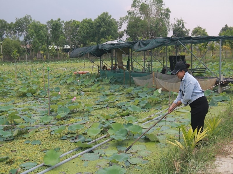 Với mô hình nuôi ốc thuận tự nhiên