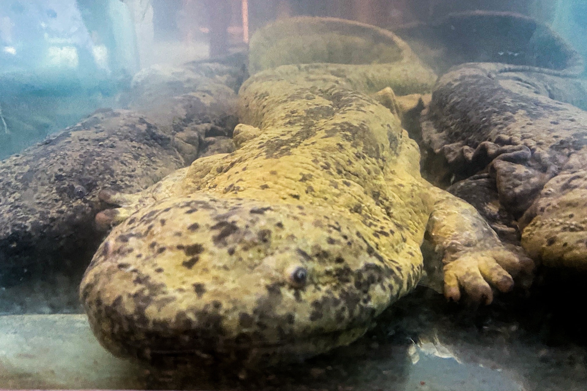 Khách Việt trải nghiệm cách uống rượu của người Miêu ở Trung Quốc