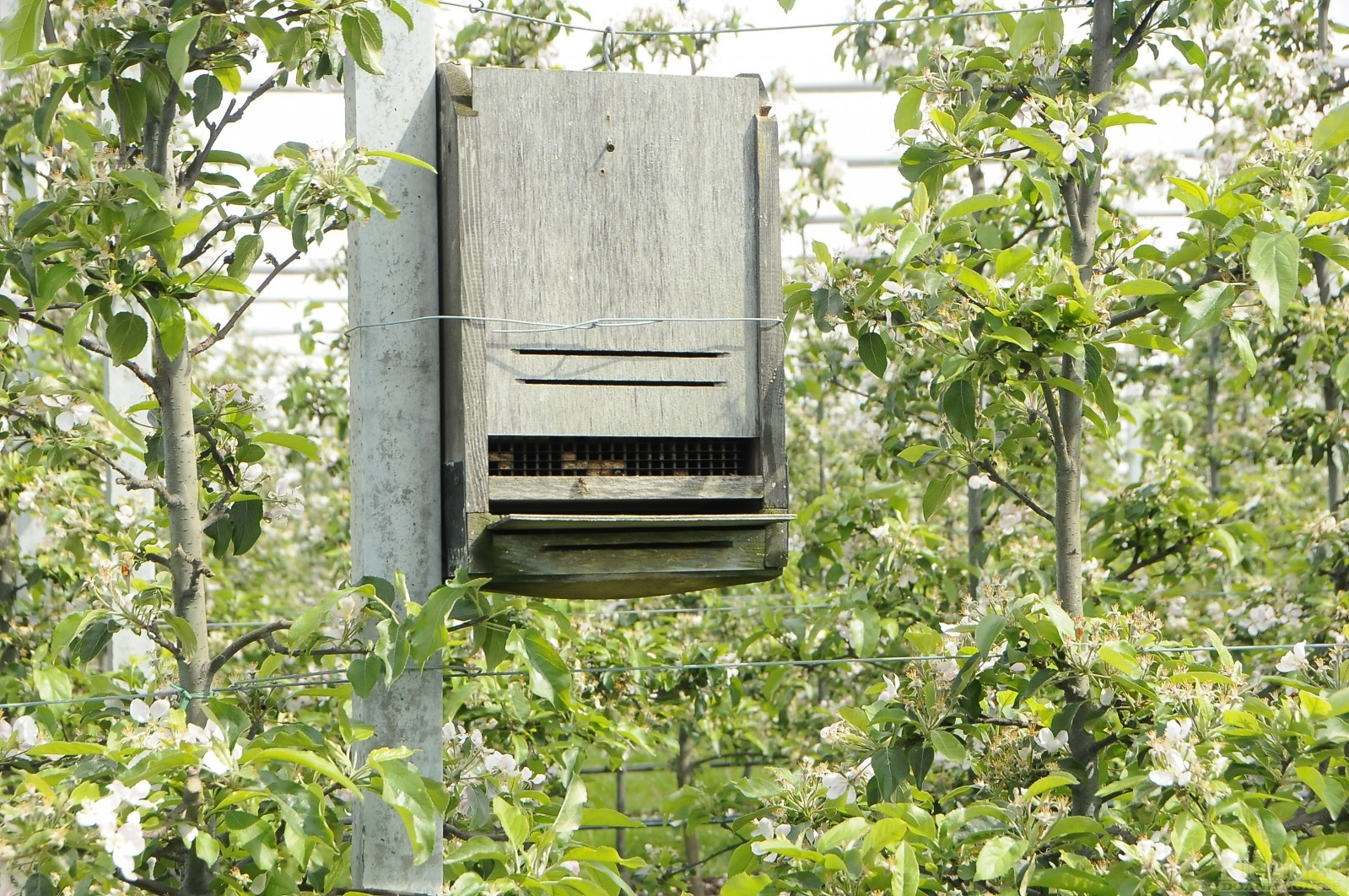 Nông trại nuôi thêm ong để giúp táo thụ phấn.