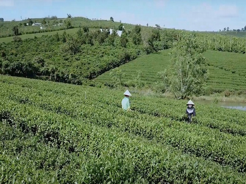 Du lịch canh nông Lâm Đồng đang có những tín hiệu khởi sắc sau 8 năm hoạt động.